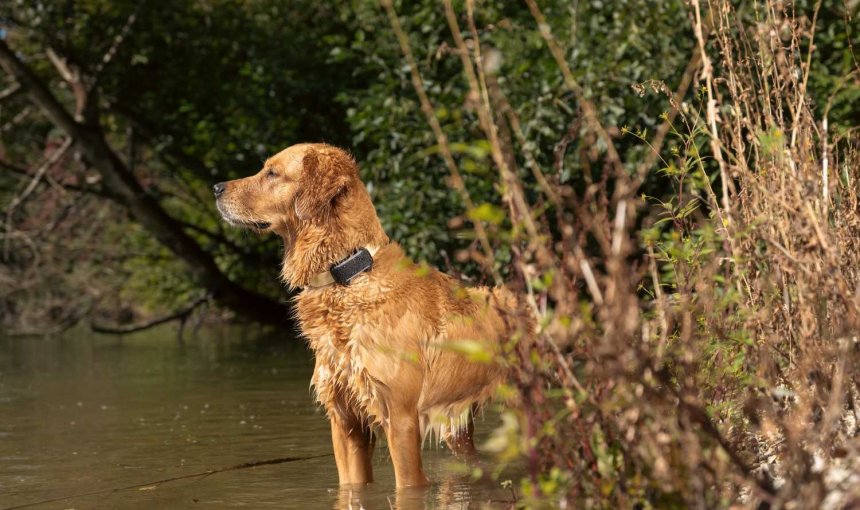 Ein Hund trägt einen Tractive GPS & Health Tracker