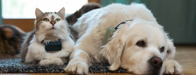 hund och katt med GPS-spårare som ligger på golvet inomhus