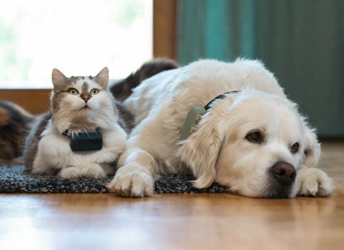 hund och katt med GPS-spårare som ligger på golvet inomhus