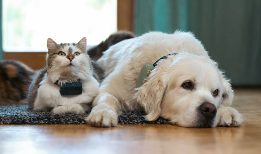 hund og katt med GPS-trackere som ligger på gulvet innendørs