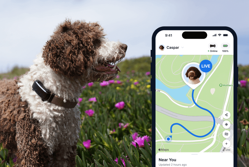 Hund trägt Tractive Dog 6, daneben Screenshot von Tractive GPS App