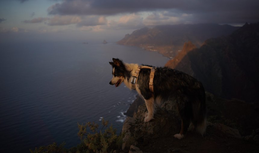A dog wearing a Tractive GPS tracker