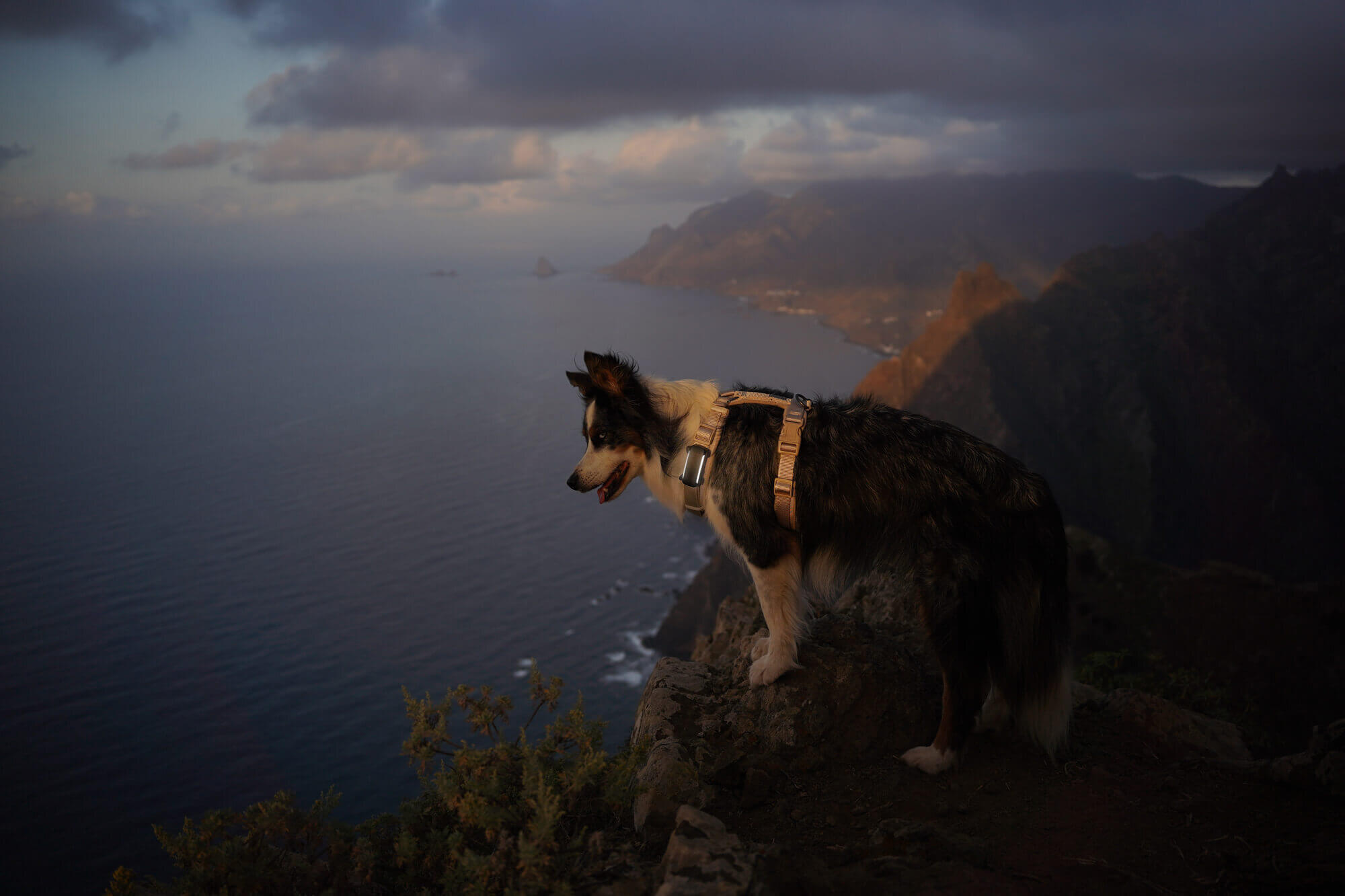 A Border Collie wearing a Tractive GPS tracker