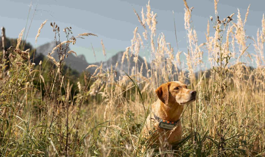 A dog wearing a Tractive GPS tracker on a sunny day