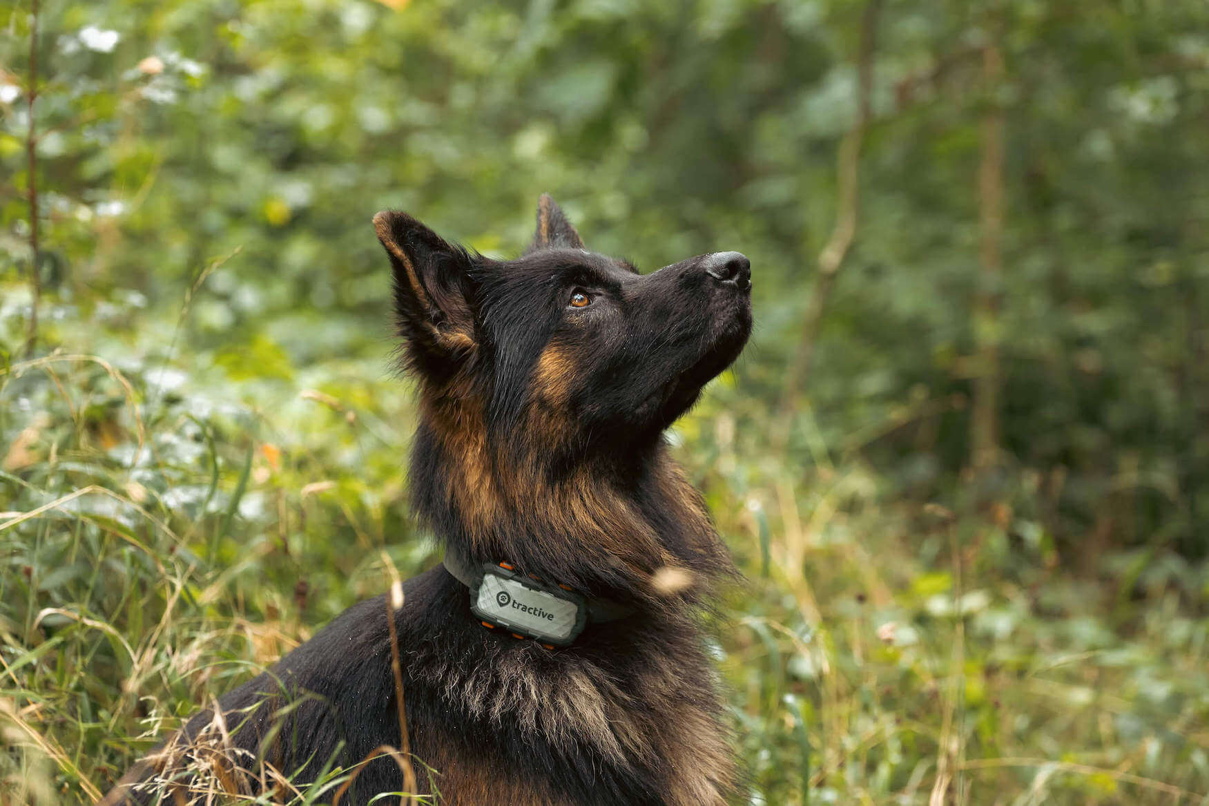 Ein Hund, der einen Tractive GPS Tracker trägt