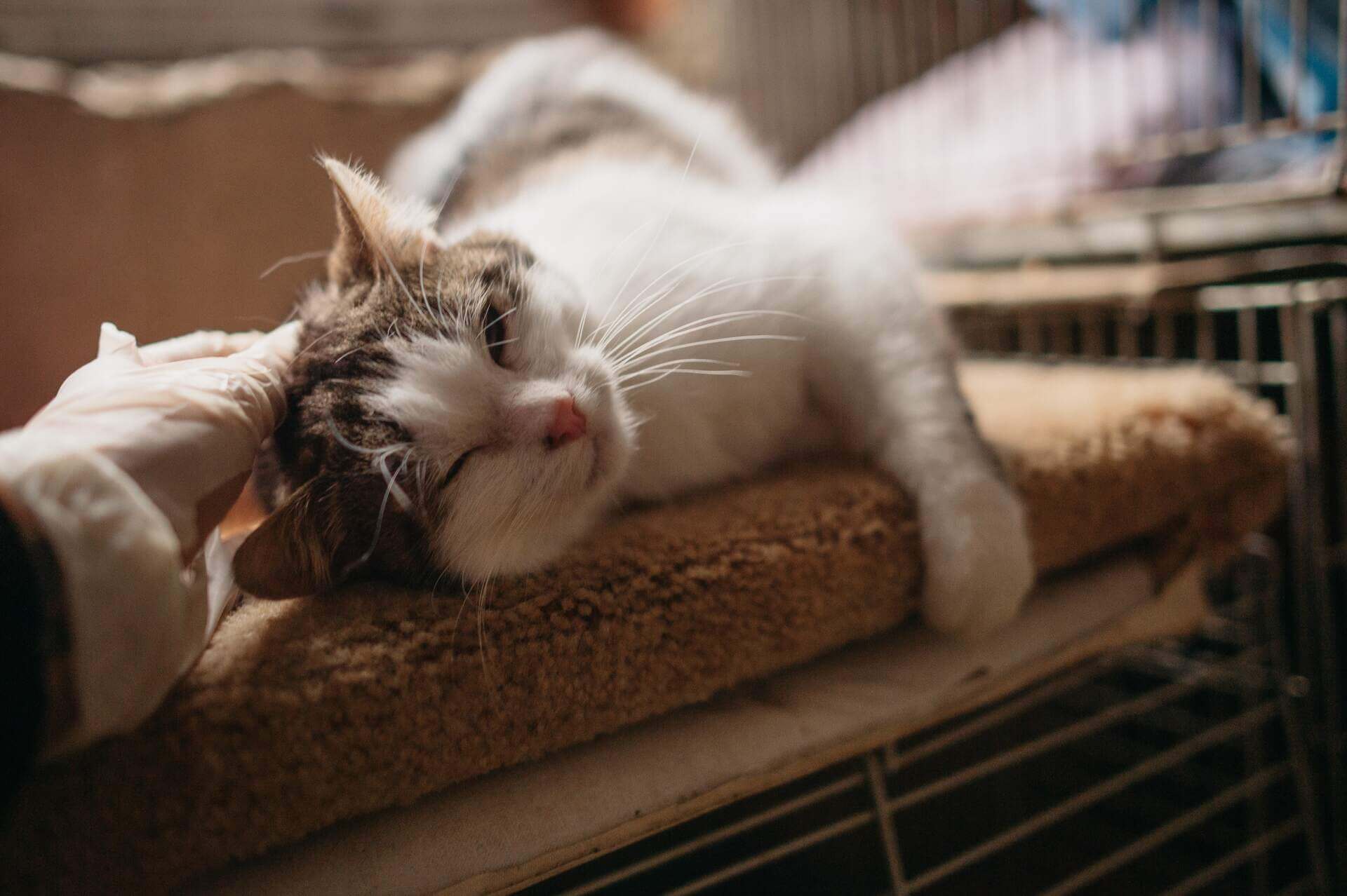 A cat relaxing indoors in a safe space