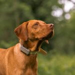 A brown dog wearing a Tractive DOG 6