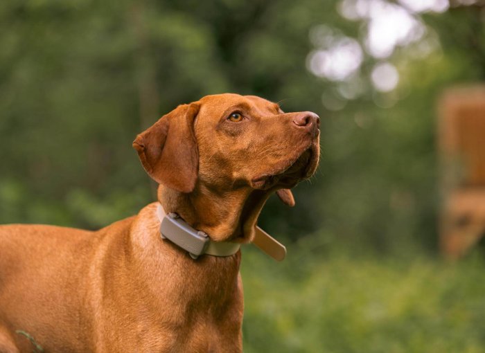 brown dog outside wearing a brown tractive smart dog gps tracker collar