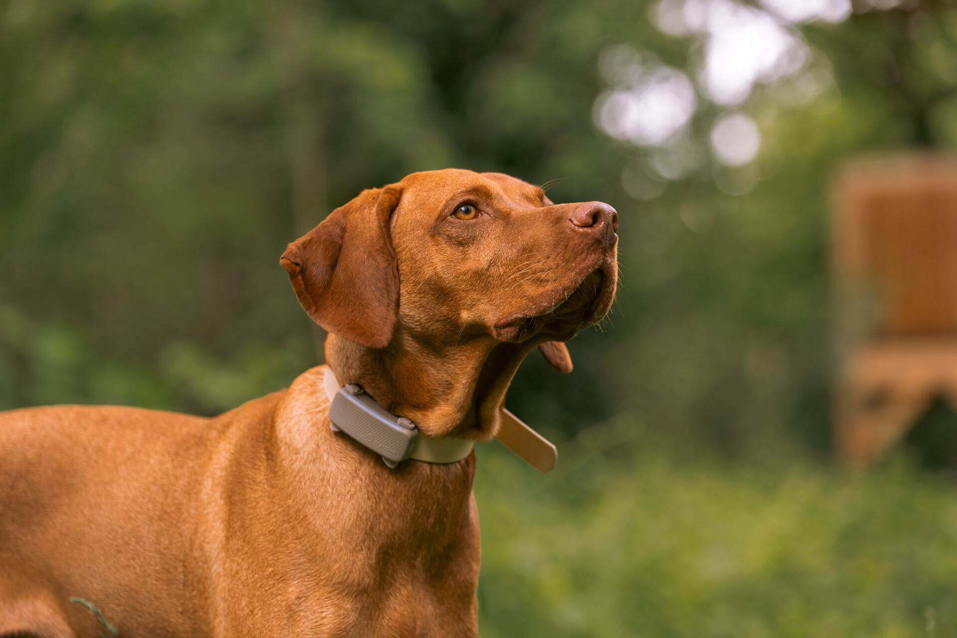A brown dog wearing a Tractive DOG 6