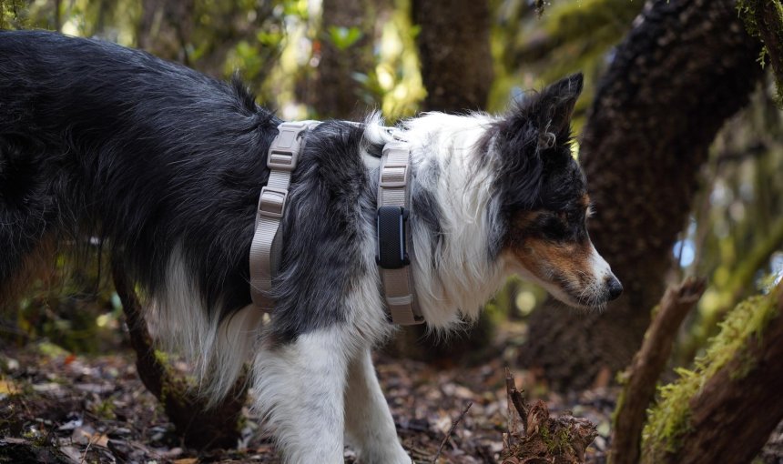 Chien avec un harnais portant un traceur GPS