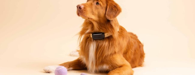 brązowy pies siedzący na żółtym tle, noszący obrożę Tractive GPS do monitorowania zdrowia i kondycji