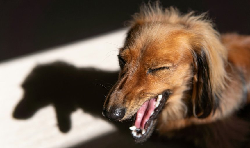 brauner Hund, der hustet mit seinem Schatten im Hintergrund