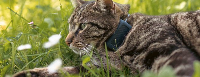 Een kat die een Tractive GPS-tracker buiten draagt