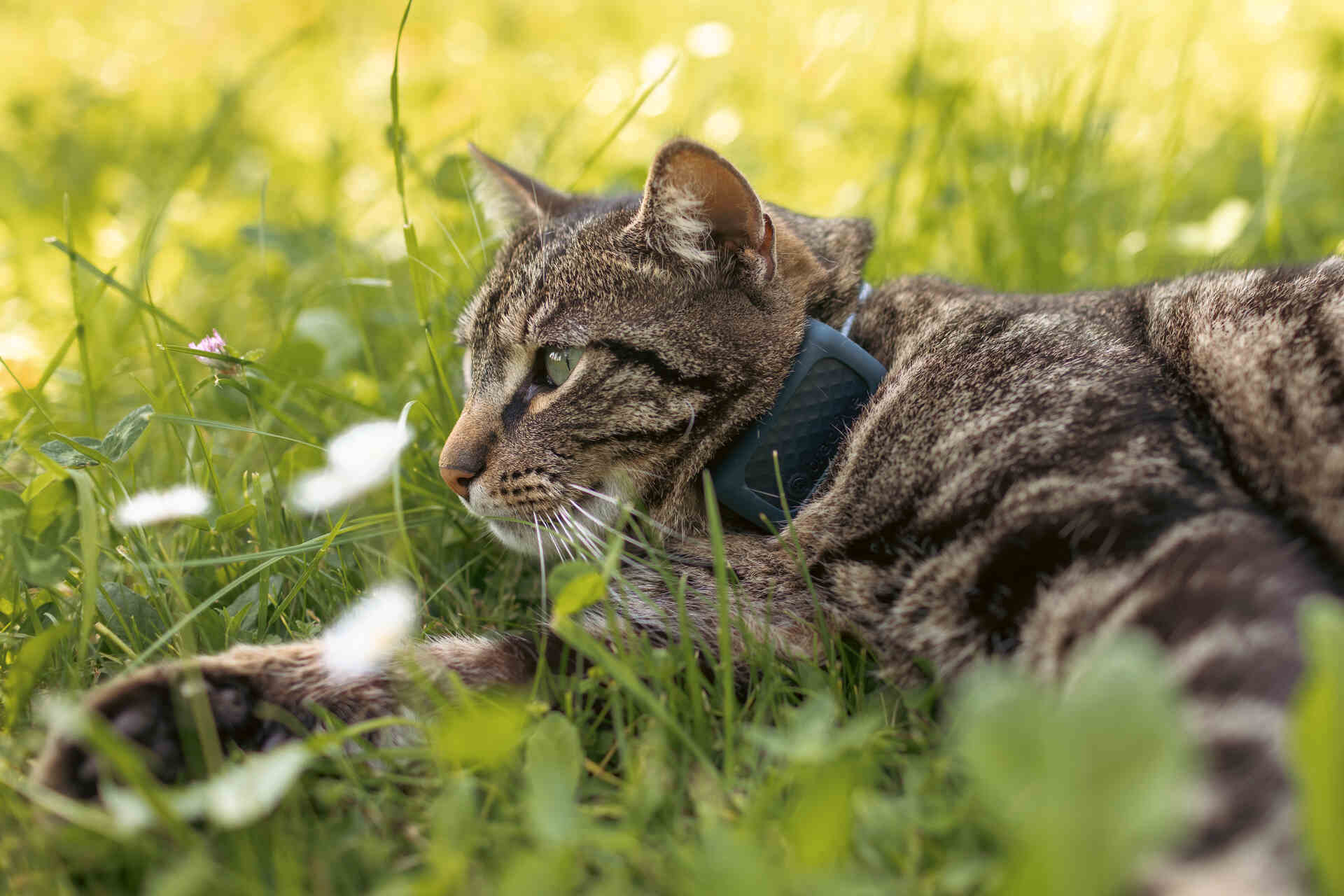 Slik finner du en savnet katt 👉 hva gjør du når katten blir borte -  Tractive Blog, image size:1920x1280