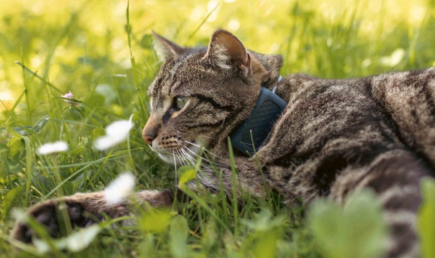 Un gatto indossa un localizzatore GPS & Health Tractive