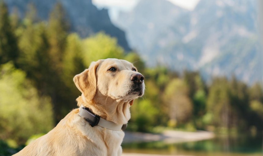 A dog wearing a Tractive GPS tracker