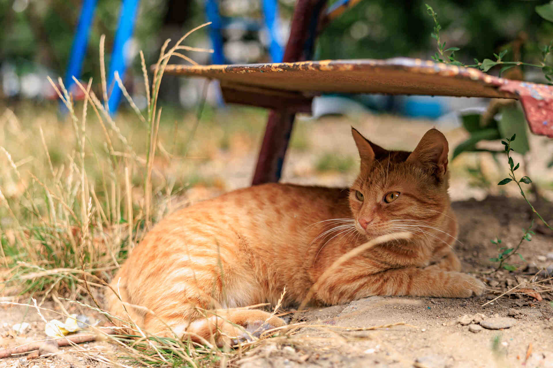 An outdoor cat sitting under shade on a sunny day