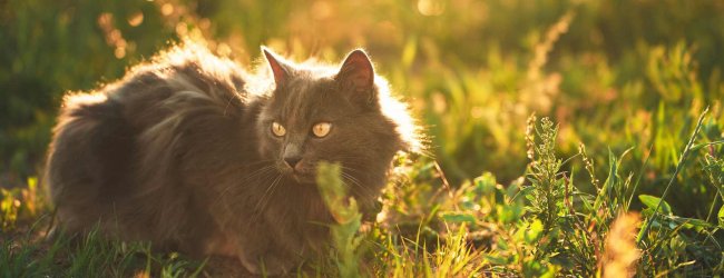 An outdoor cat exploring on a sunny day