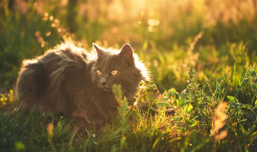 An outdoor cat exploring on a sunny day