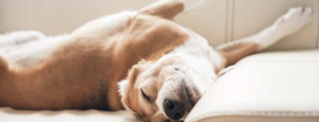 A dog sleeping on a couch