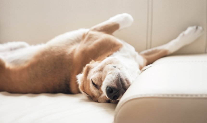 A dog sleeping on a couch