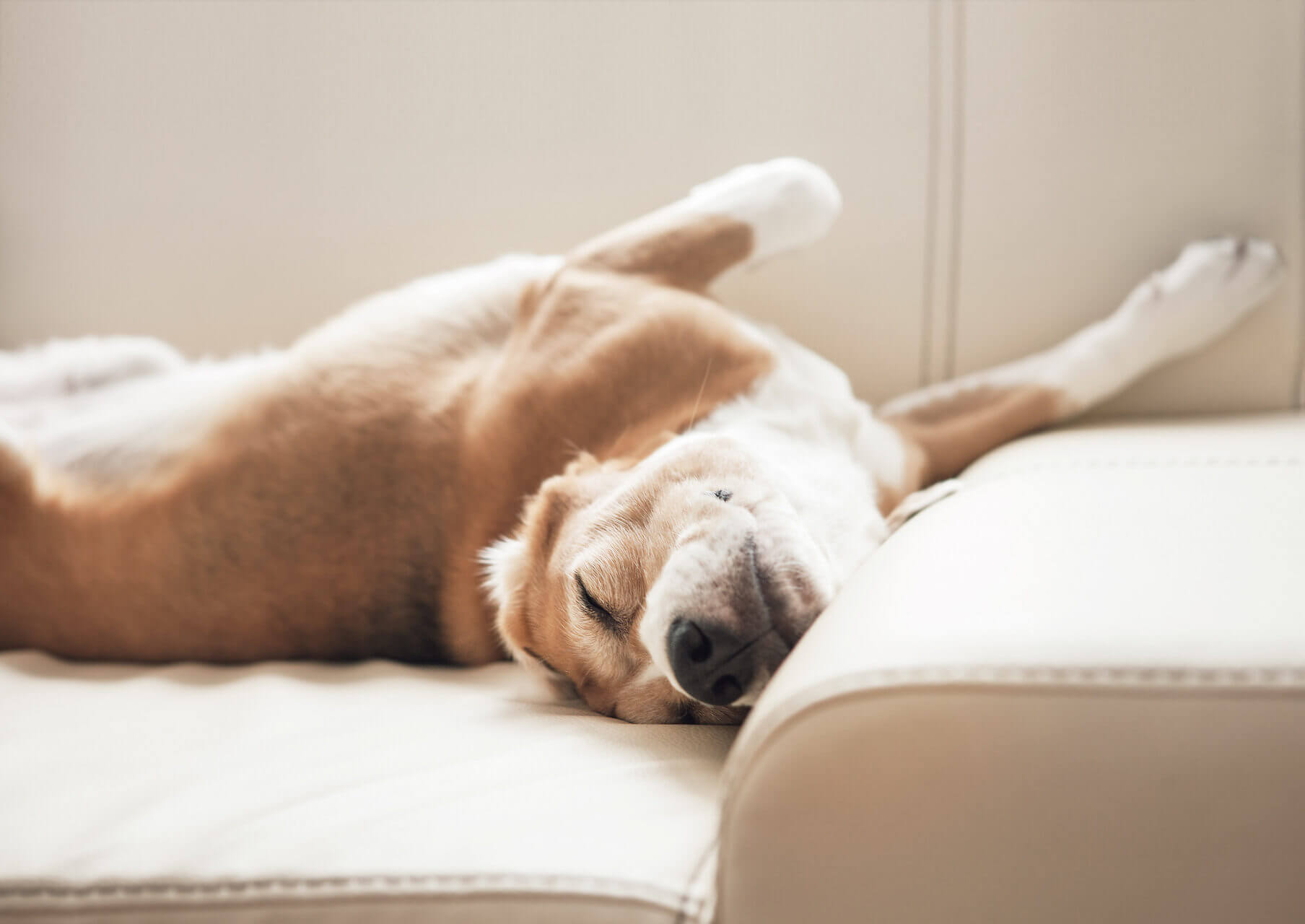 How To Deal With The Sleep Startle Reflex In Dogs