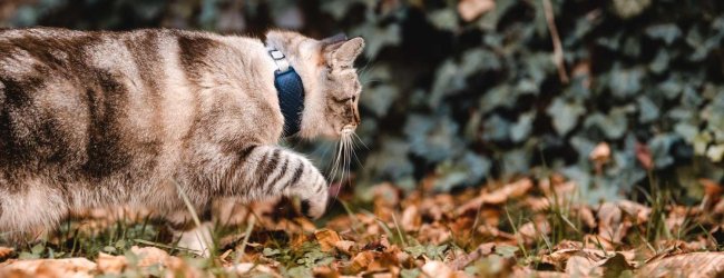 A cat wearing a Tractive GPS tracker