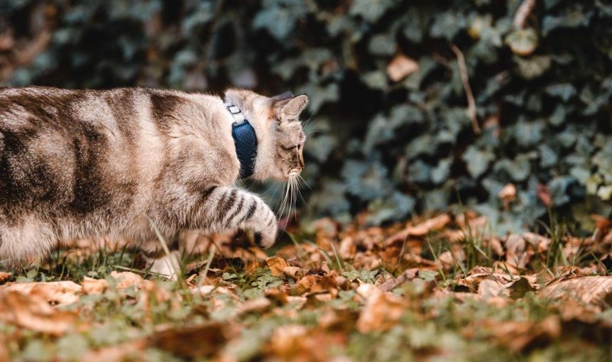 A cat wearing a Tractive GPS tracker