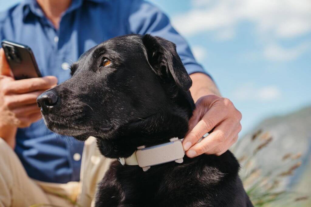Cane nero che indossa un collare GPS Tractive all'aperto con un uomo che guarda il suo smartphone sullo sfondo