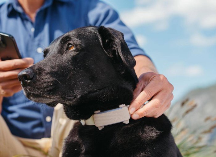 Cane nero che indossa un collare GPS Tractive all'aperto con un uomo che guarda il suo smartphone sullo sfondo