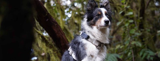 A dog wearing a Tractive GPS tracker on a harness