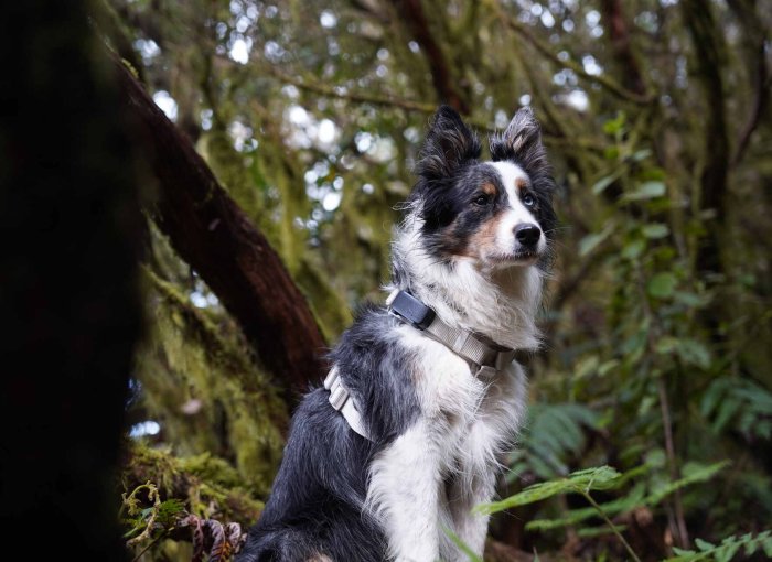 A dog wearing a Tractive GPS tracker on a harness