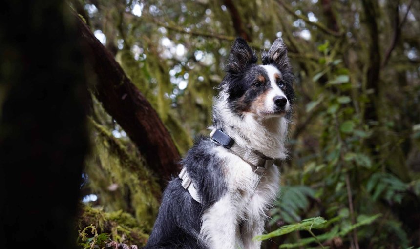 A dog wearing a Tractive GPS tracker on a harness