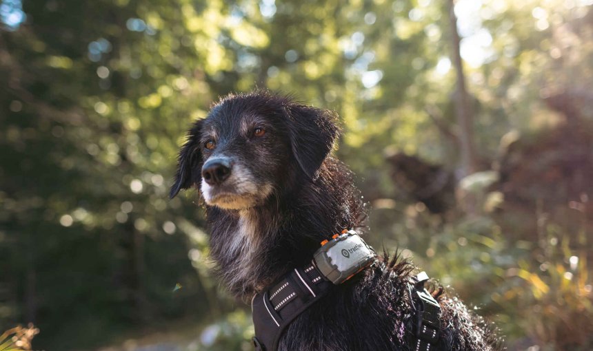 A dog wearing a Tractive GPS tracker on a harness