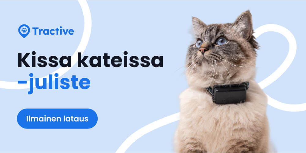 Kissa kateissa -julisteen ilmainen lataus.