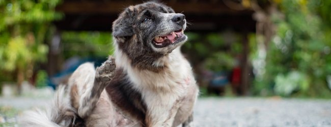 Juckreiz beim Hund