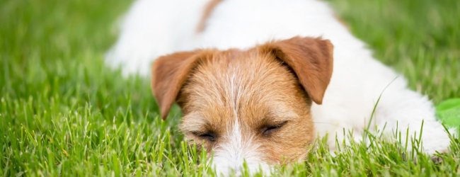 Un cane sdraiato su un prato erboso.