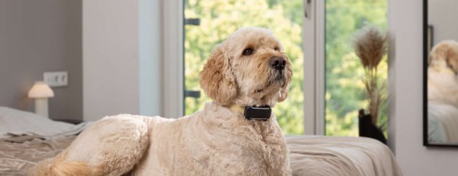 A dog wearing a Tractive GPS & Health tracker