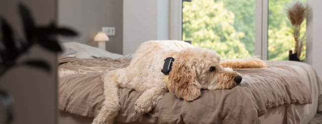 A dog wearing a Tractive GPS tracker indoors on a bed