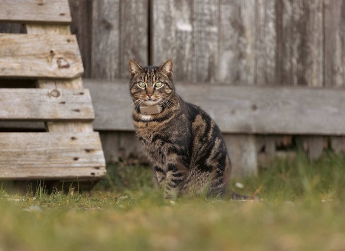A cat wearing a Tractive GPS sitting in front of a wooden fence