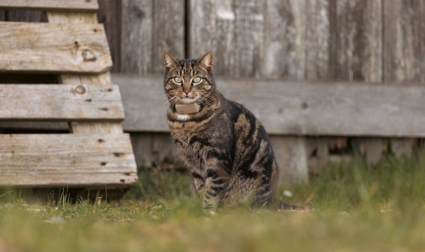 A cat wearing a Tractive GPS sitting in front of a wooden fence