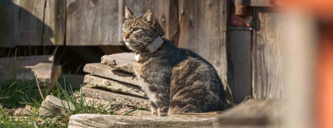 A cat wearing a Tractive GPS & Health tracker