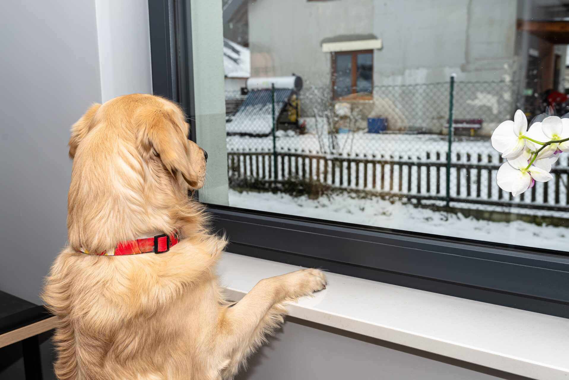 A dog wanting to be let outside standing by a window sill