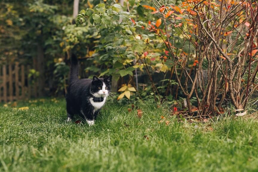 Cat walking in the grass wearing a tracker