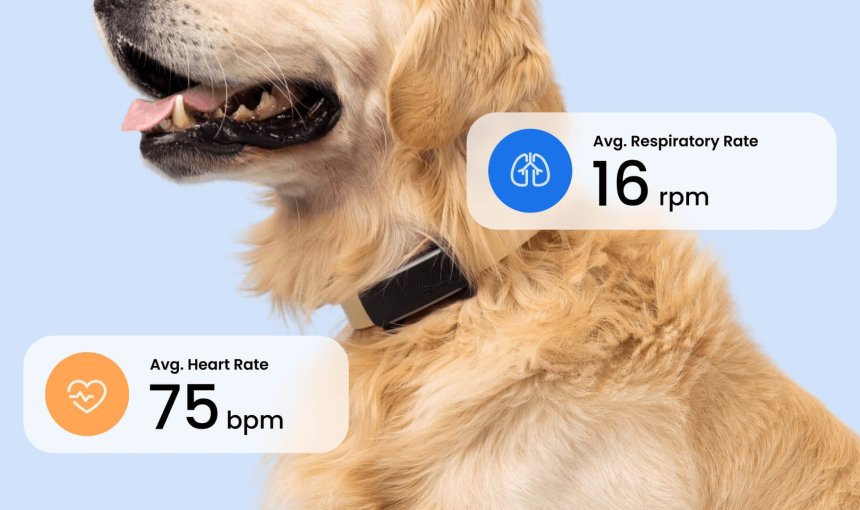 chien portant un traceur noir pour chiens Tractive avec suivi des signes vitaux (fréquence cardiaque et fréquence respiratoire)