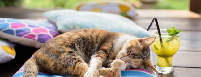 A cat sleeping on a cushion on a hot day