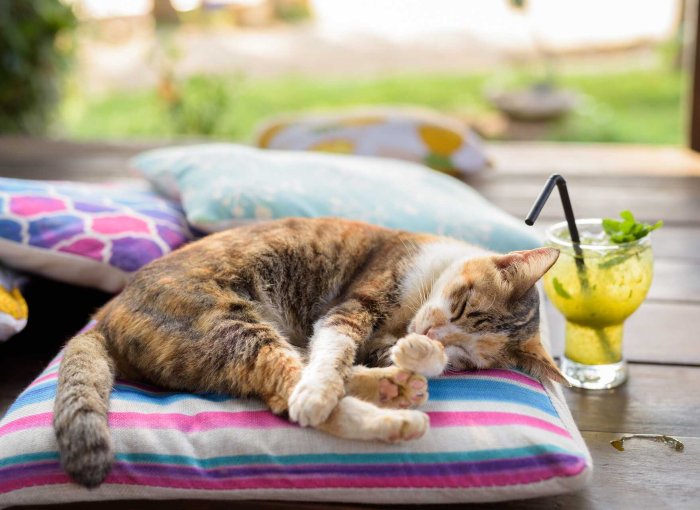 A cat sleeping on a cushion on a hot day