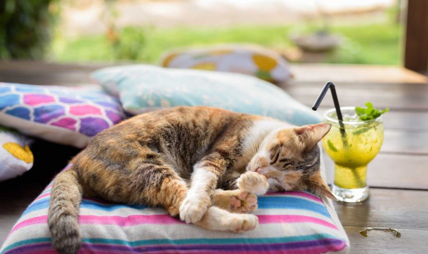 A cat sleeping on a cushion on a hot day
