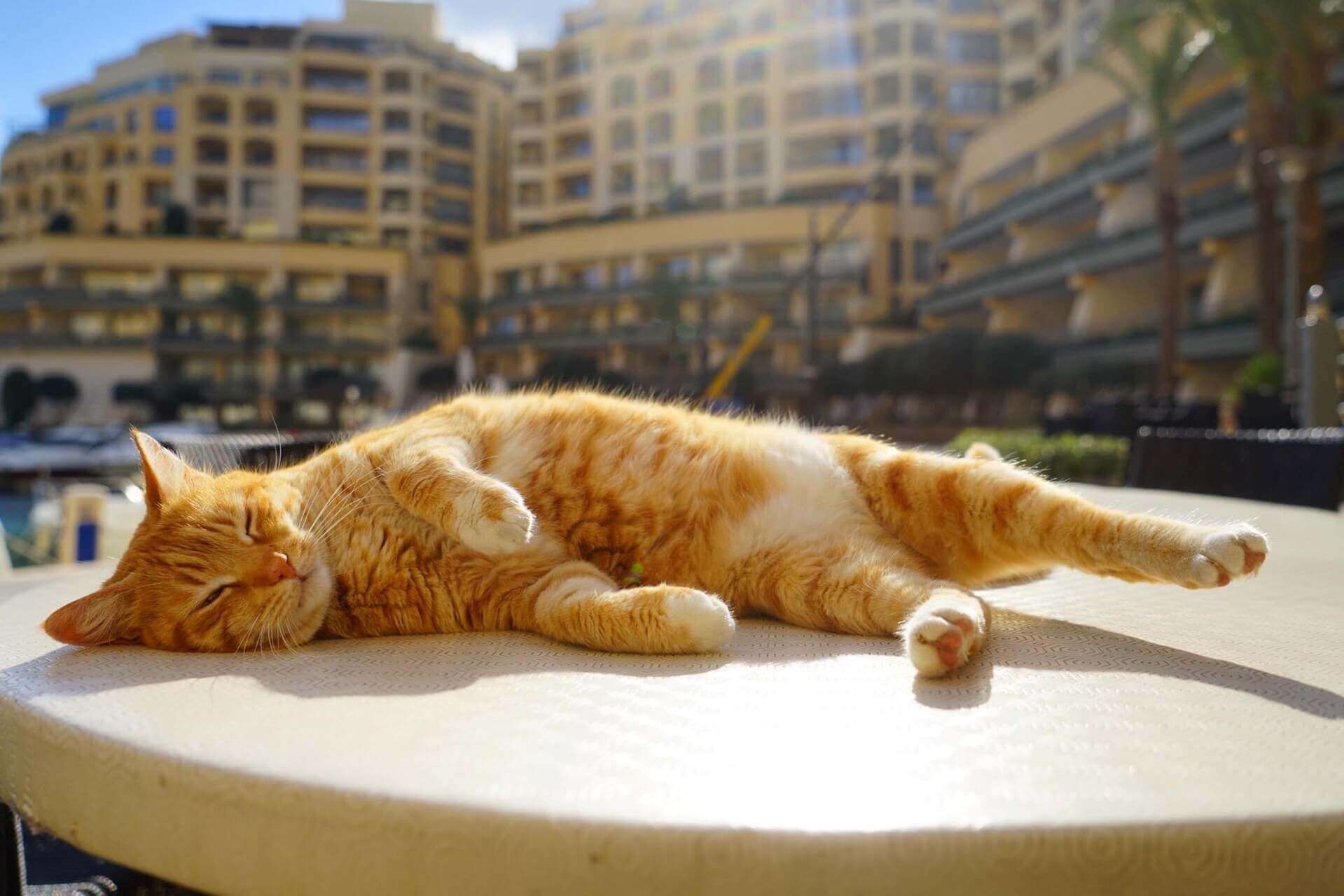 A cat resting outdoors on a sunny day