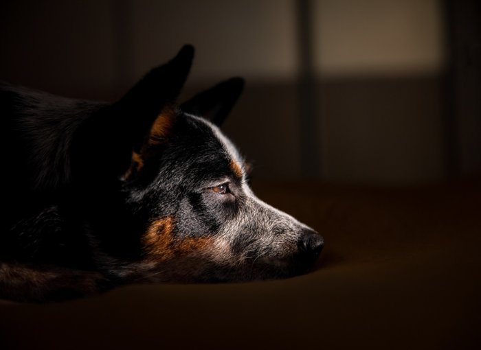 A dog not sleeping at night in a dark room